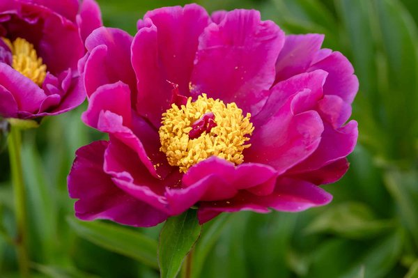 The Latest Pet Trends for Sustainable Growth