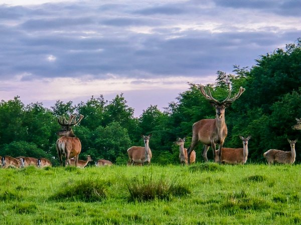 Welcoming a New Dog: Tips for Harmonizing with Your Resident Cats
